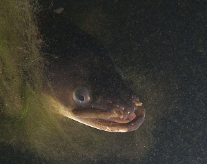 Eel portrait, Plussee.
Canon G10, 1x Inon UCL 165, S2000. by Chris Krambeck 